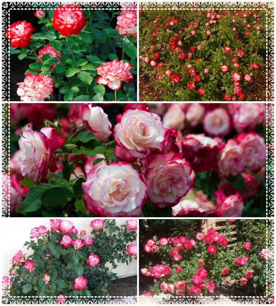 Jubilee du Prince de Monaco róże rabatowe